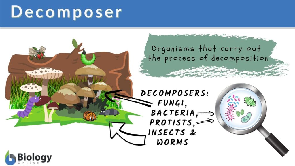 decomposers examples and their role in ecosystems