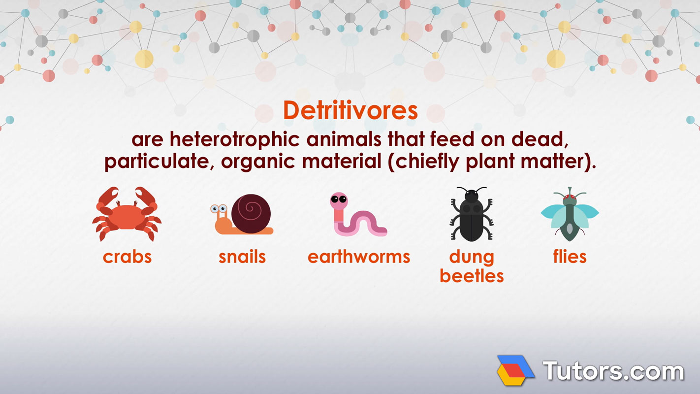 detritivore examples that enrich our ecosystems