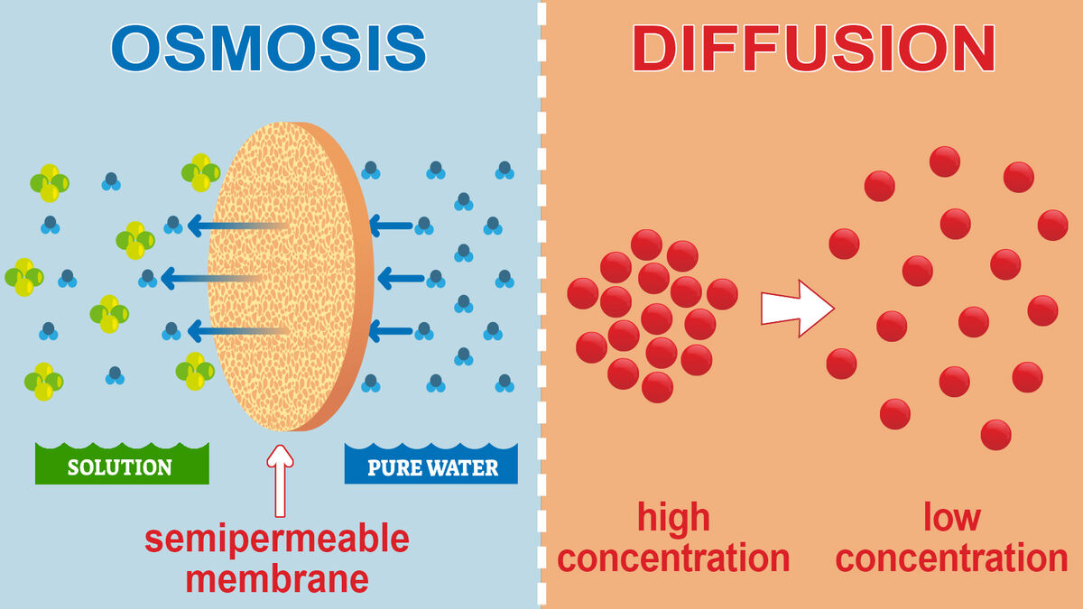 diffusion and osmosis are examples of key cellular processes