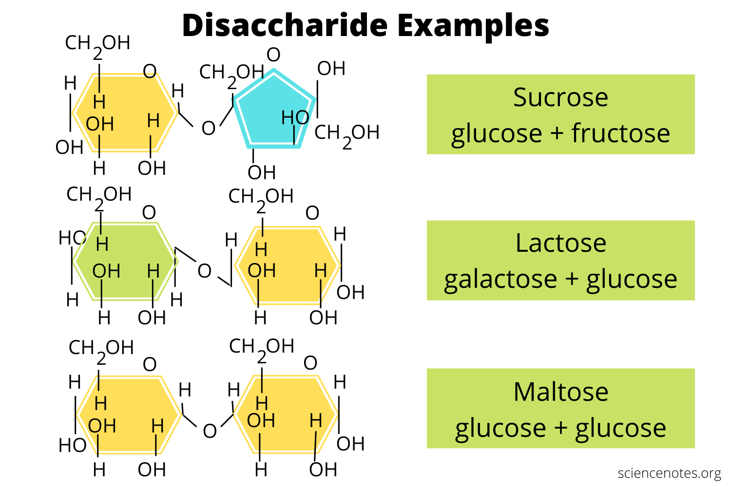 disaccharide examples you encounter every day