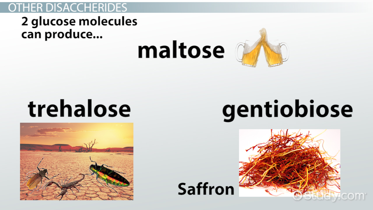 disaccharides examples and their impact