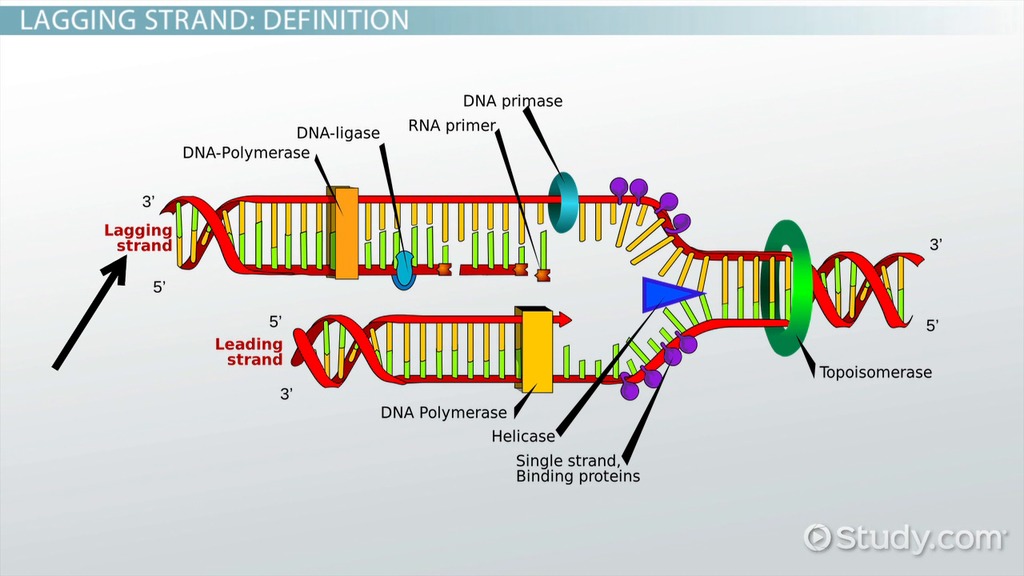 dive into dna polymerase helicase and ligase examples