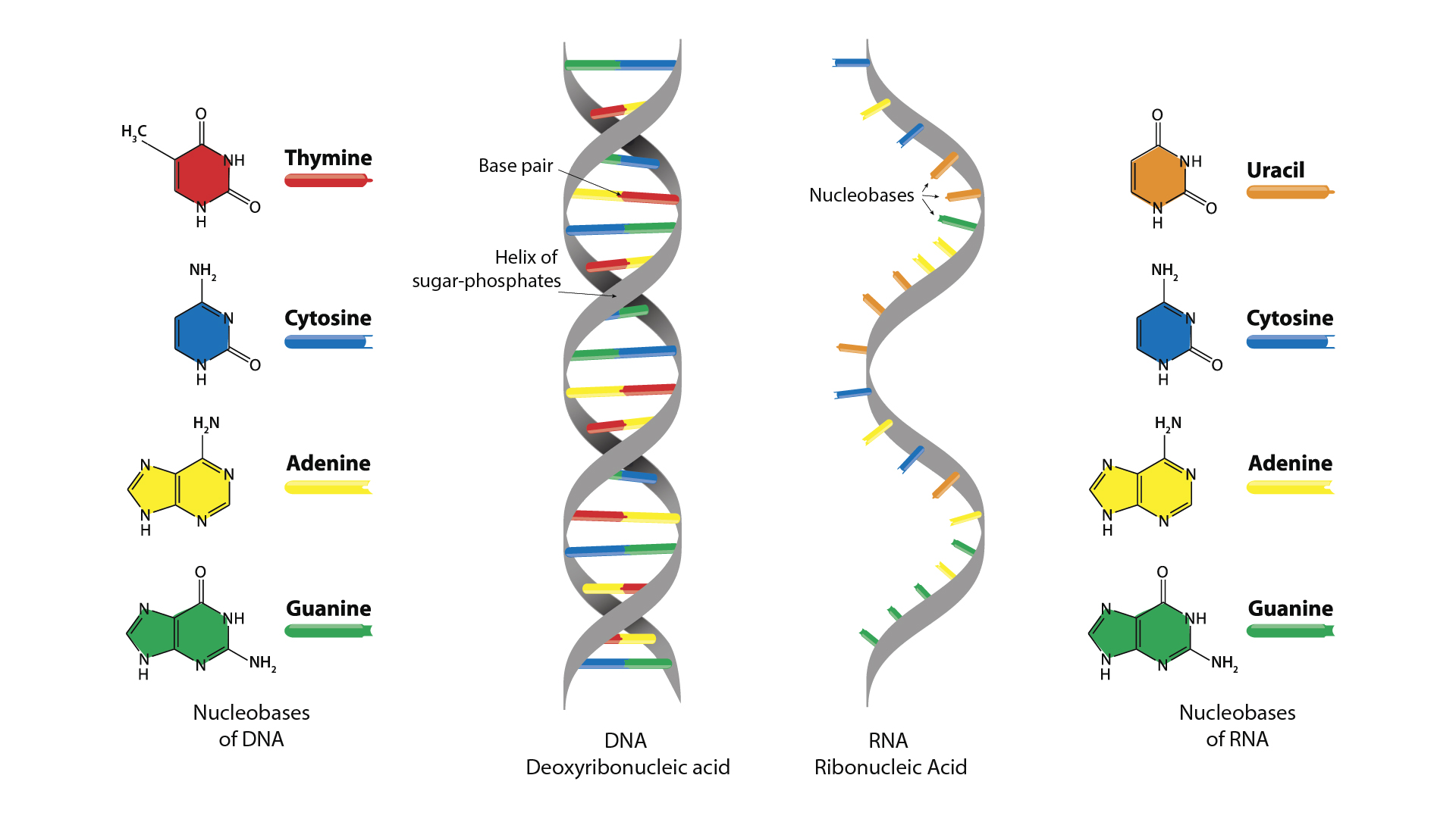 dna and rna are examples of essential nucleic acids