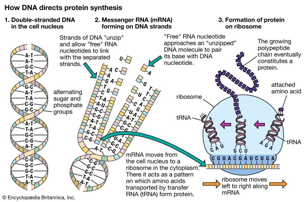 dna rna and atp are examples of essential life molecules