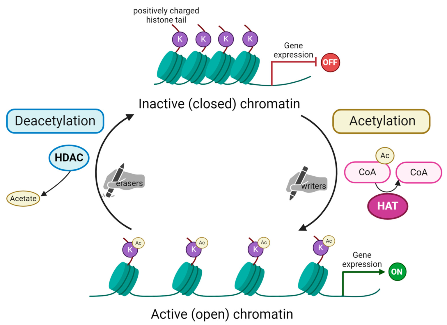 Does Acetylation Increase Gene Expression? Key Examples Explained