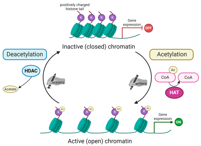 Does Acetylation Increase Gene Expression? Key Examples Explained