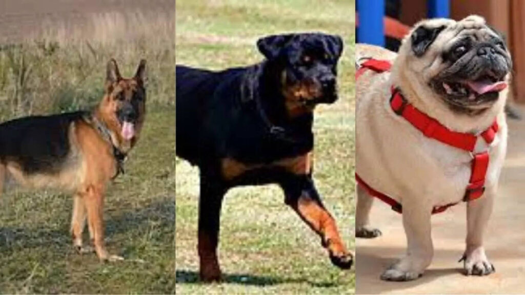 dog breeds 100 years ago a historical insight