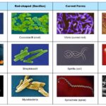 domain bacteria examples and their key roles