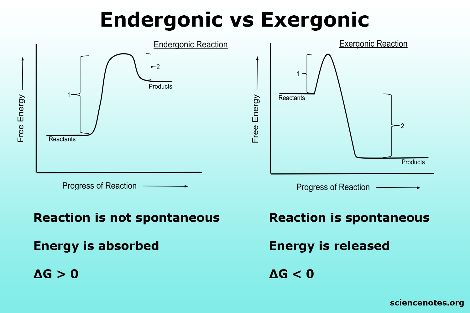 endergonic vs exergonic key examples and differences explained