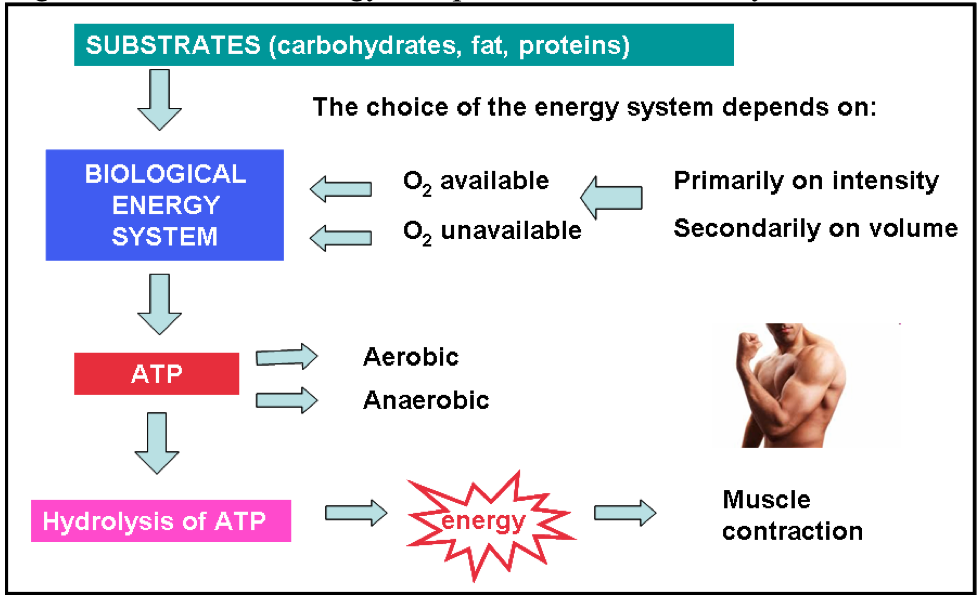 energy systems in the body key examples