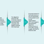 enzyme examples and their essential roles in life