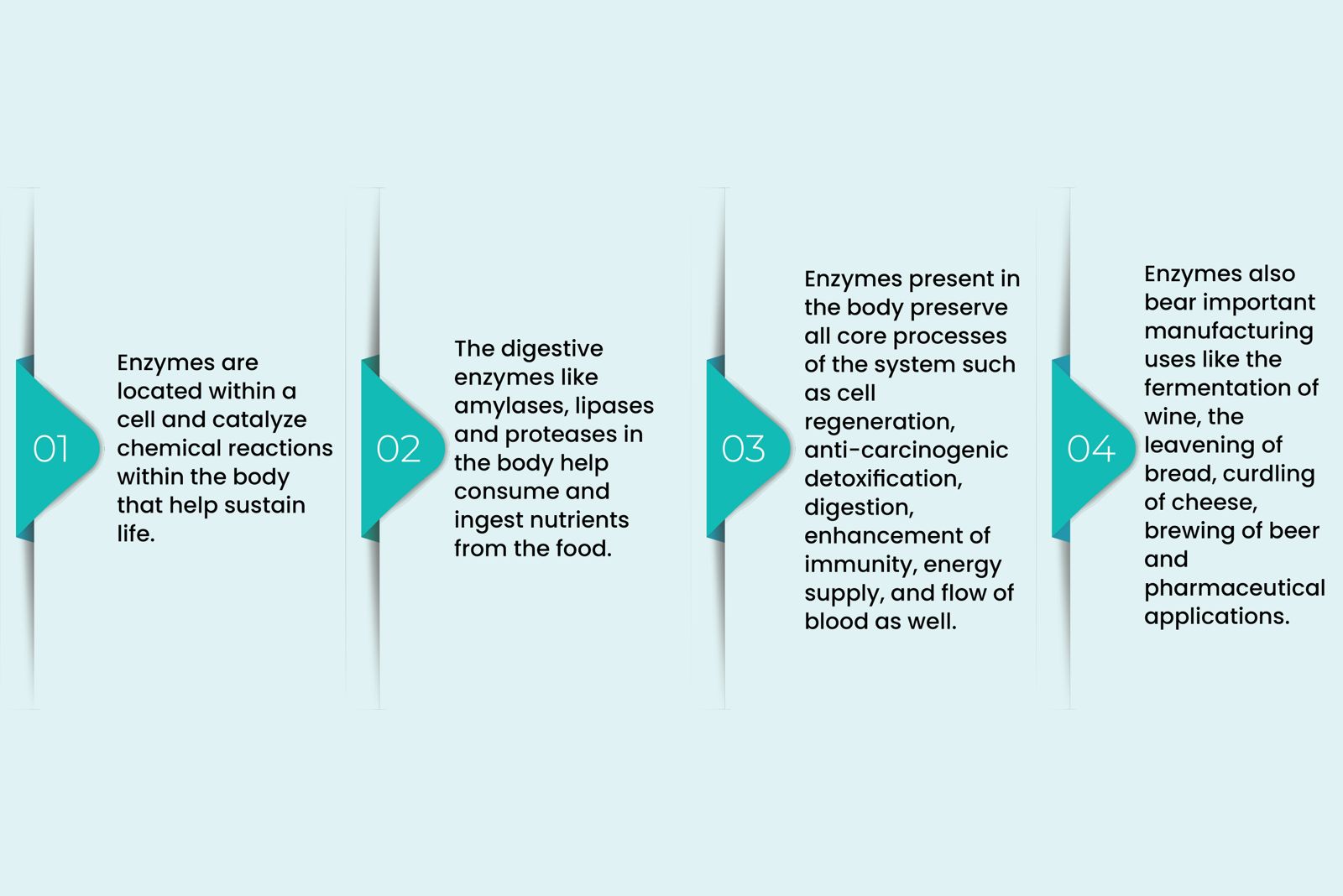 enzyme examples and their essential roles in life