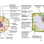 eukaryote examples discovering lifes complex forms