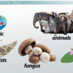 eukaryotic cell examples across life forms