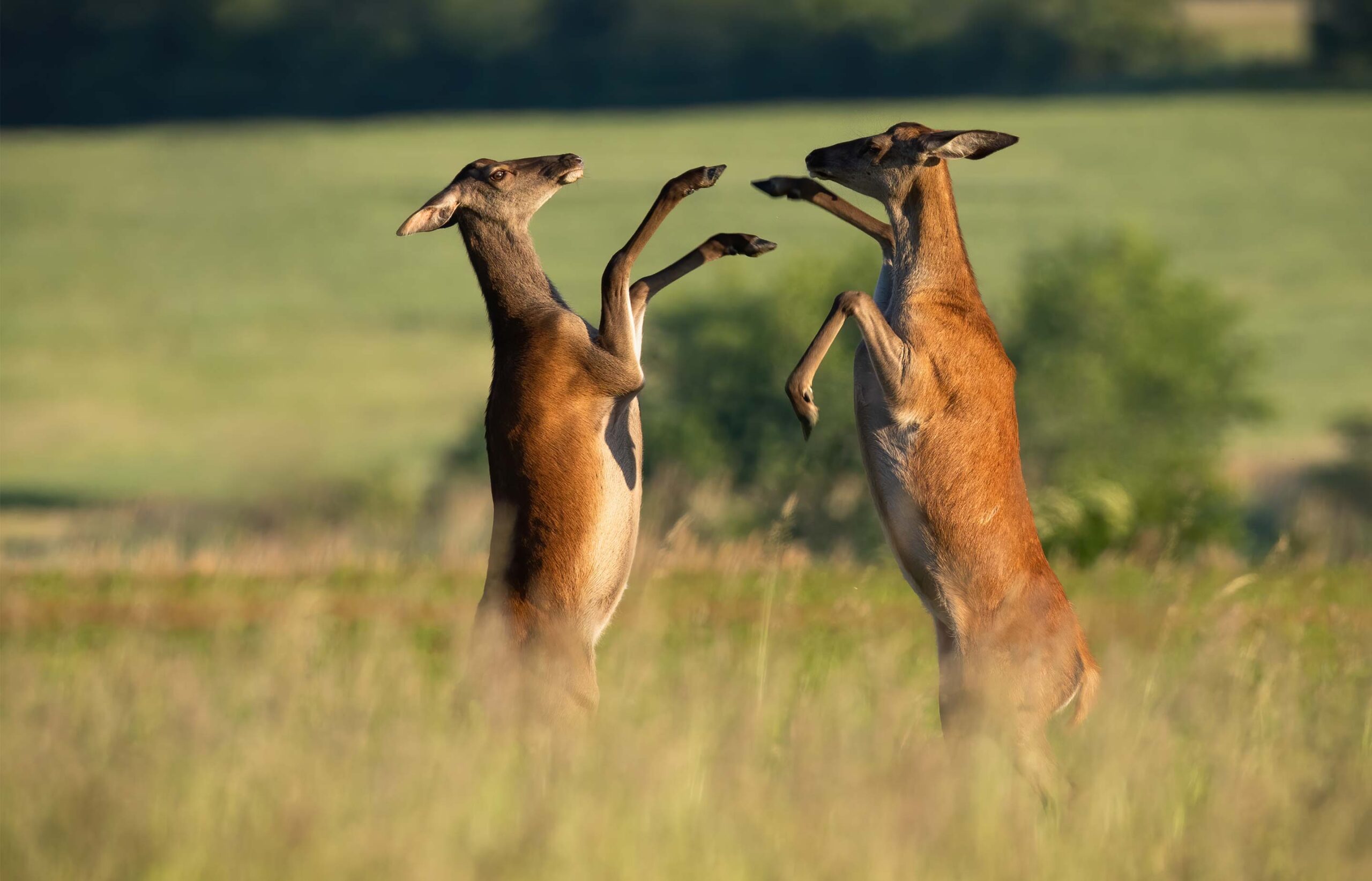 evidence of sexual selection click on these key examples scaled