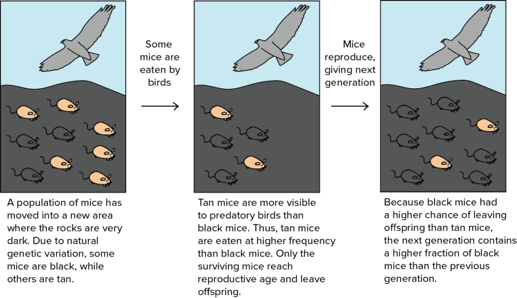 evolution examples natures adaptation stories