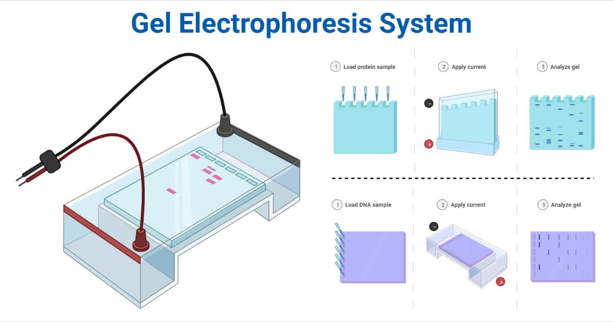 examples and applications of electrophoretic apparatus