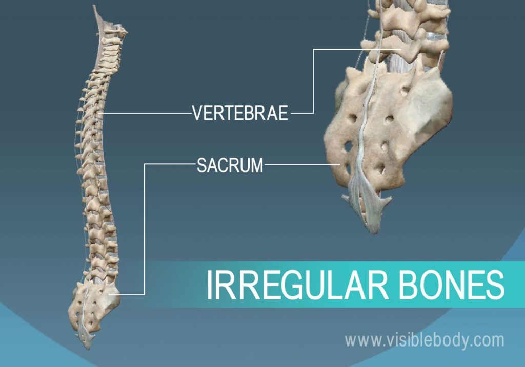 examples and functions of irregular bones explained