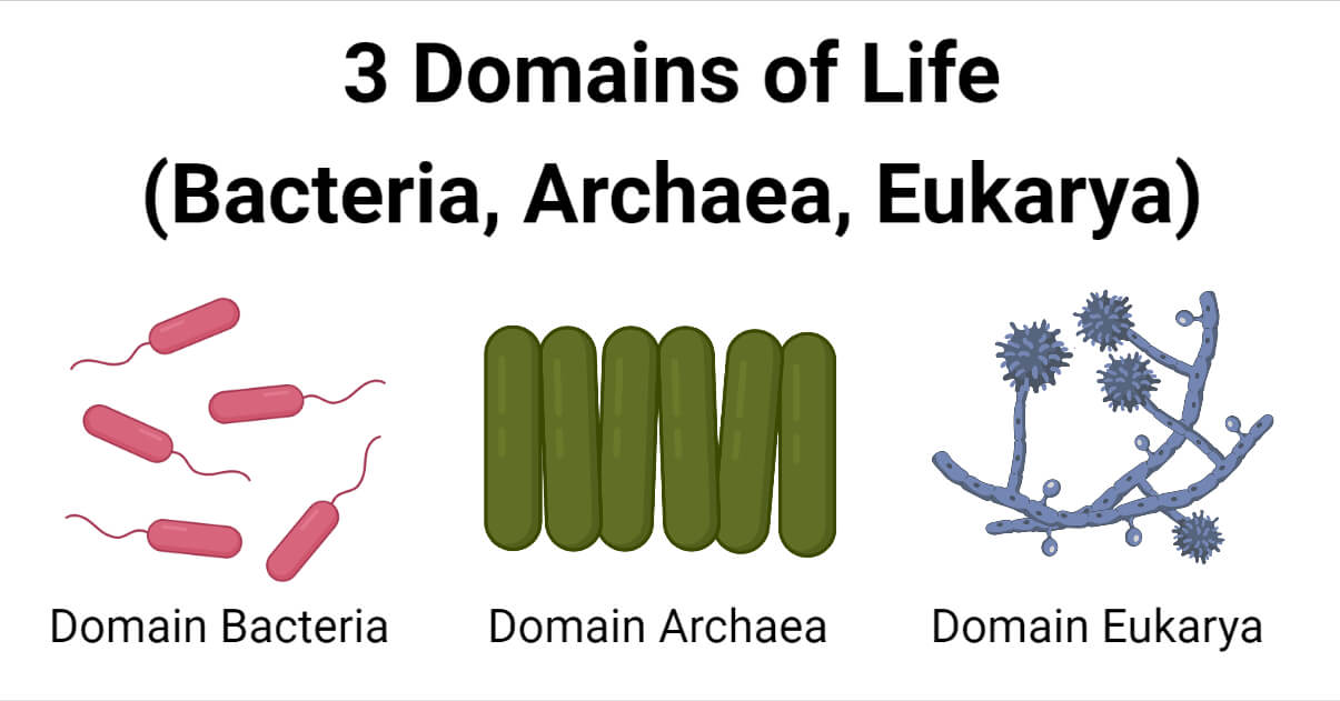 examples from the three domains bacteria archaea eukarya