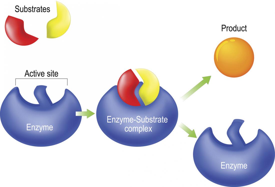 examples how do enzymes work in our body