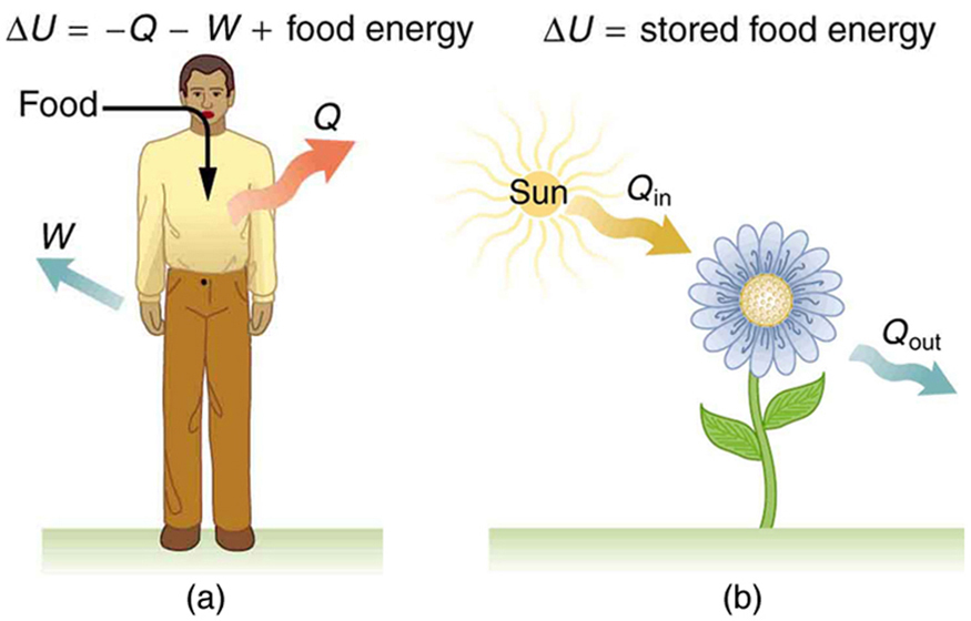 examples illustrating the first law of thermodynamics explained