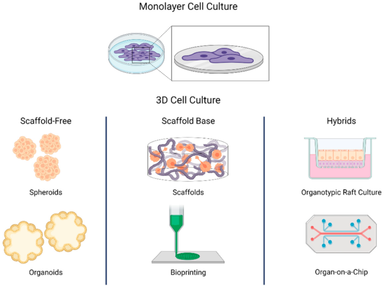 Multiple Cell Models Examples of 3D Cell Models in Biomedical Research