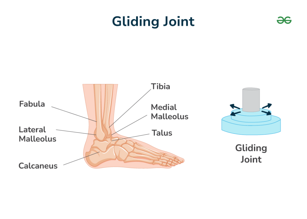 examples of a gliding joint in human anatomy