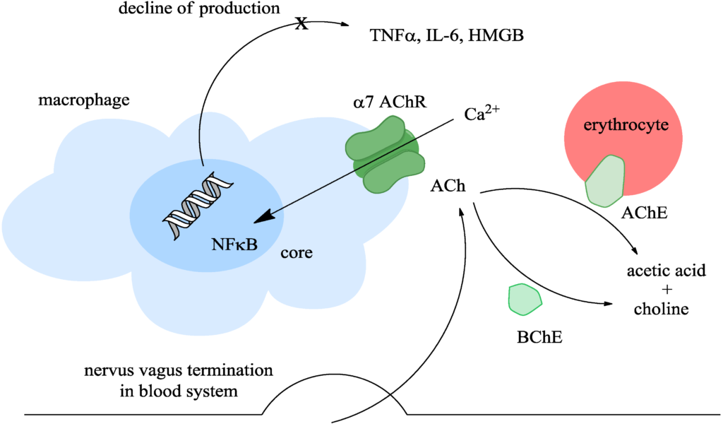 examples of acetylcholinesterase inhibitors and their uses