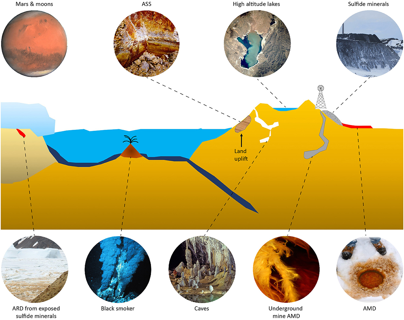 examples of acidophiles and their unique ecosystem roles