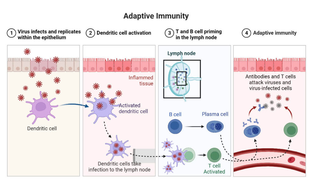 examples of acquired immunity how it protects us