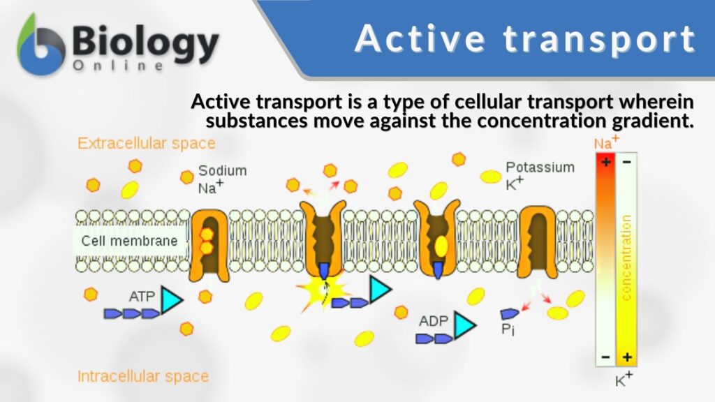 examples of active transport in cellular function