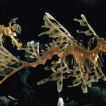 Examples of Adaptation in Nature and Humans examples of adaptation in nature and humans