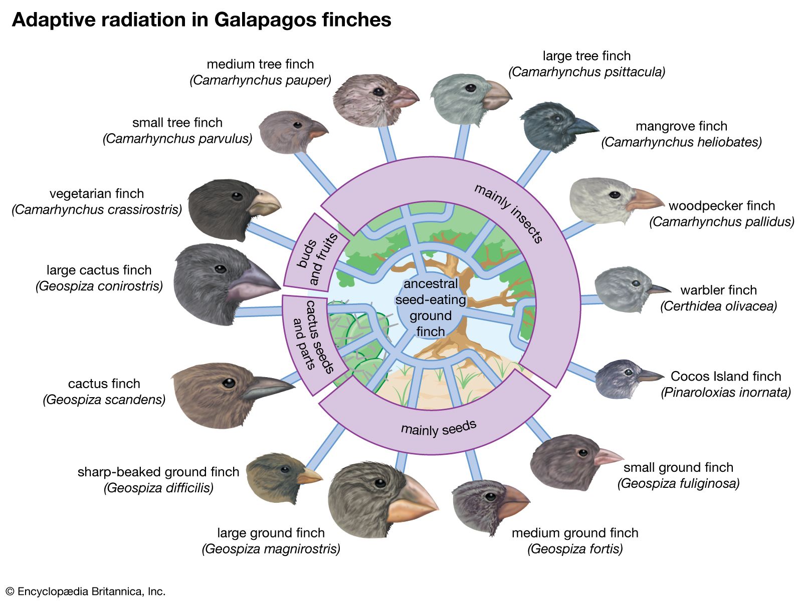 examples of adaptive radiation natures evolutionary marvels