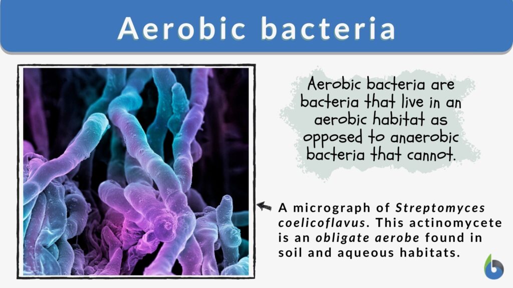 examples of aerobic bacteria and their importance