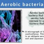 examples of aerobic bacteria and their importance