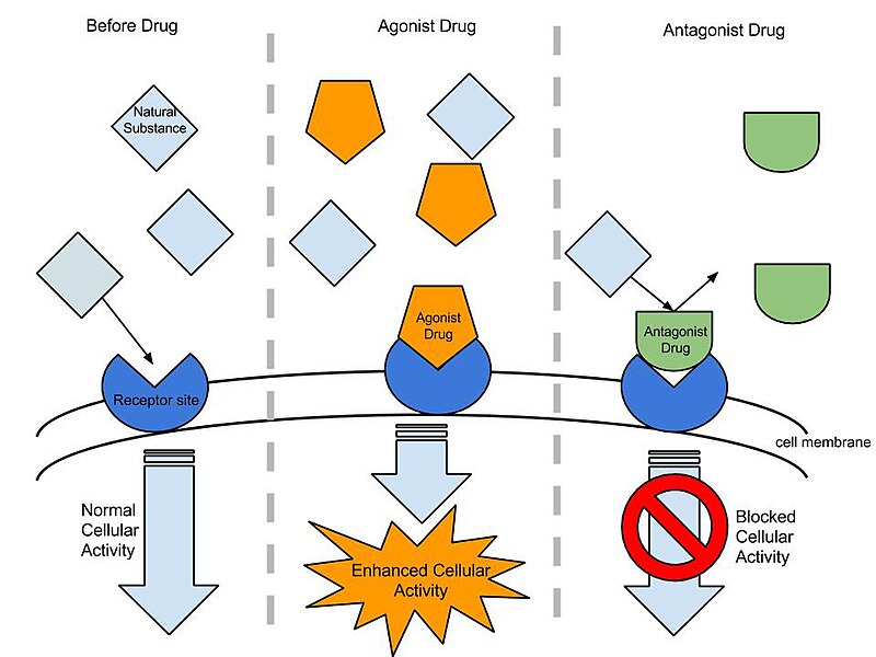examples of agonist vs antagonist in medicine