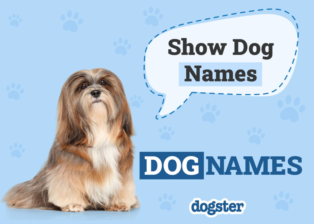 examples of akc registered dog names to inspire you