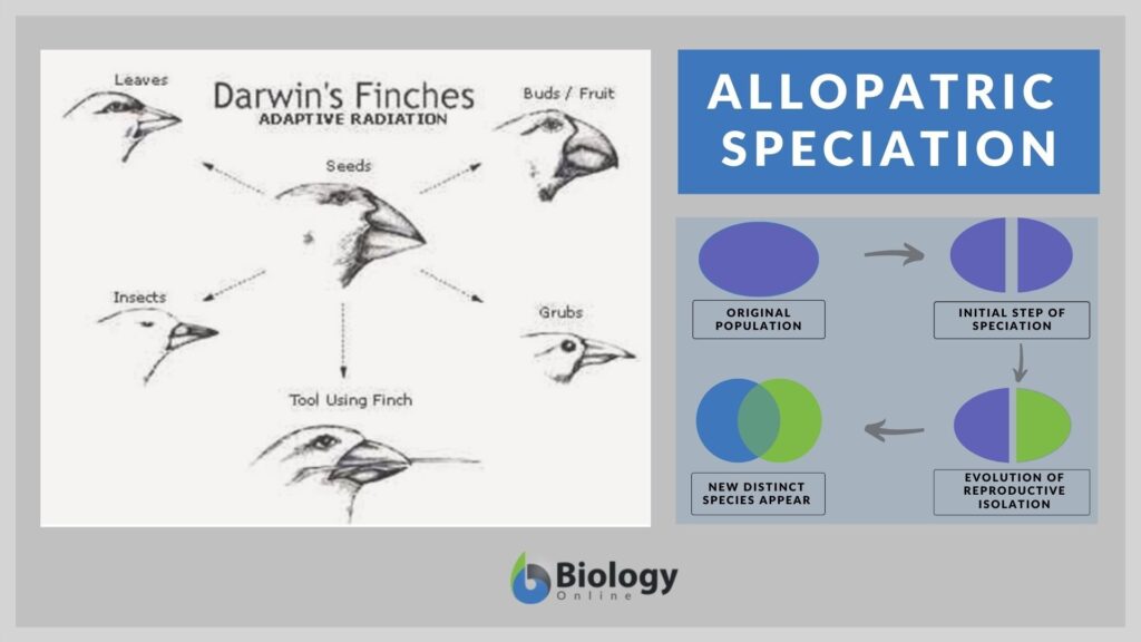 examples of allopatric speciation in nature and evolution