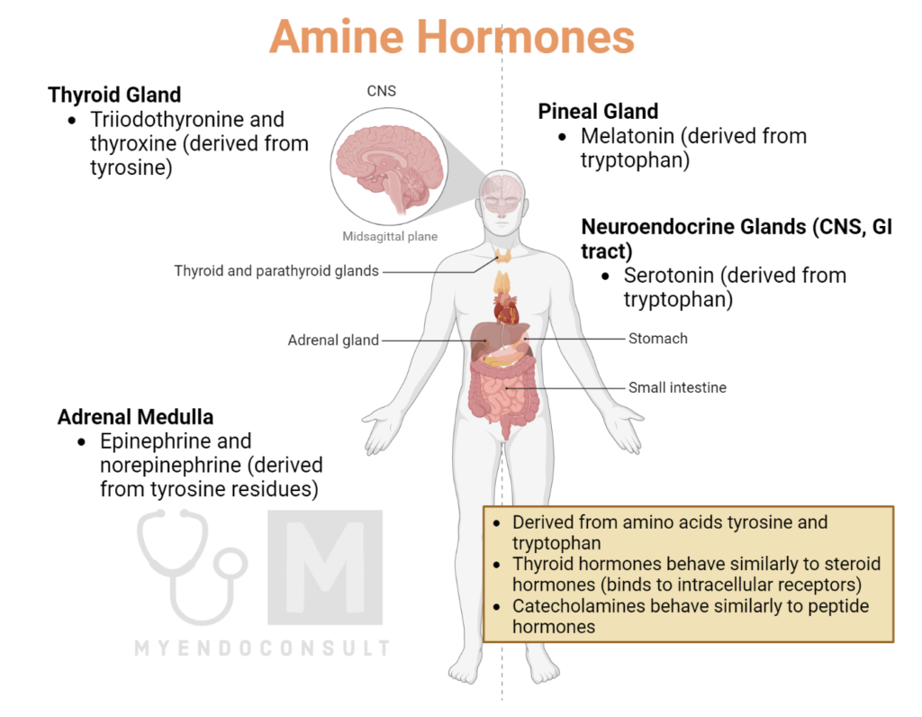 examples of amine hormones and their health effects