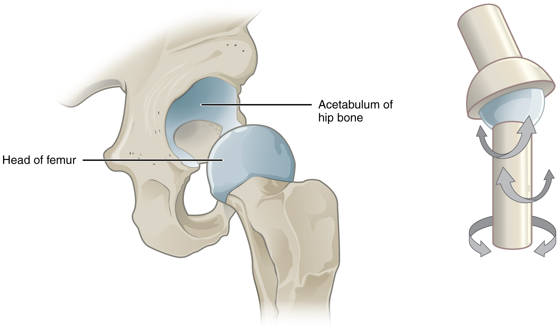 examples of amphiarthrotic joints in the human body