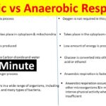 examples of anaerobic bacteria vs aerobic key differences