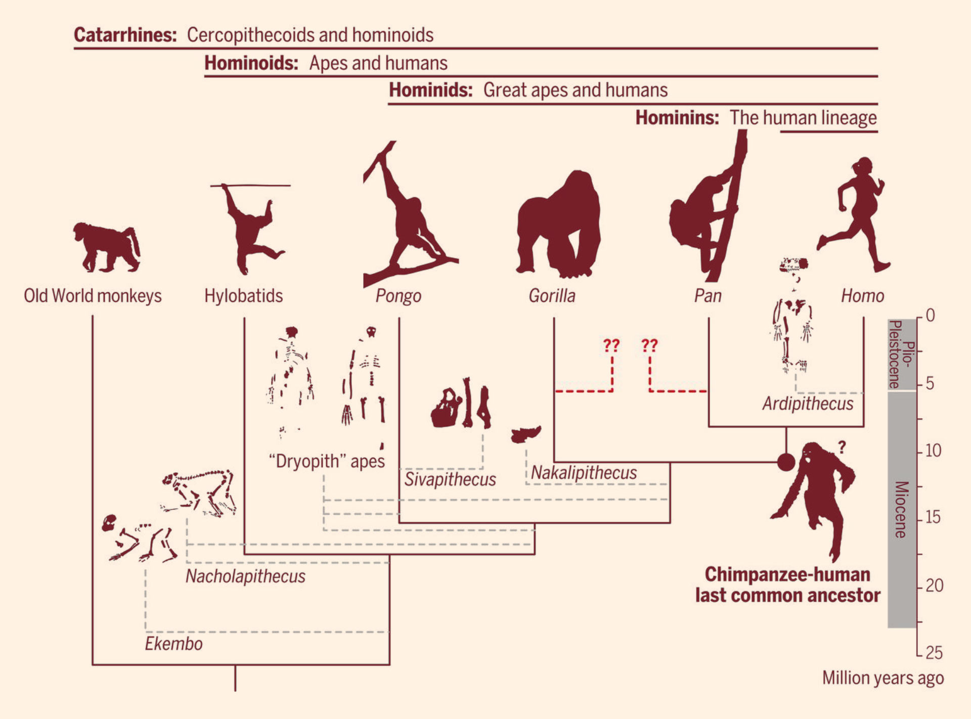 examples of ancestral traits and their evolutionary impact