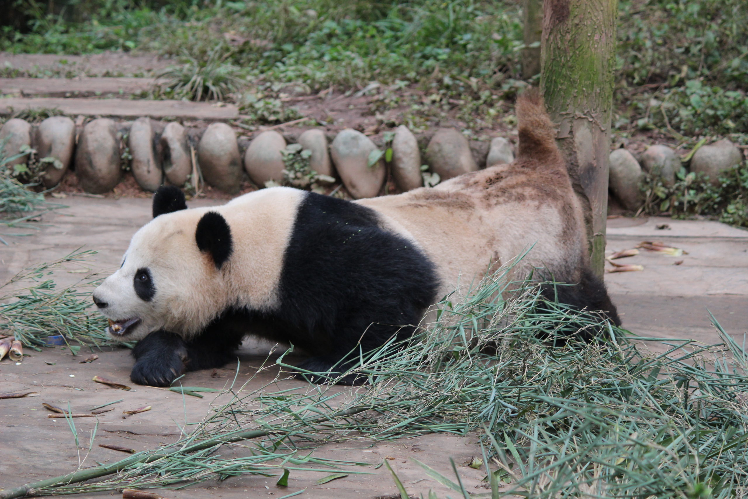 examples of animal behaviors in nature