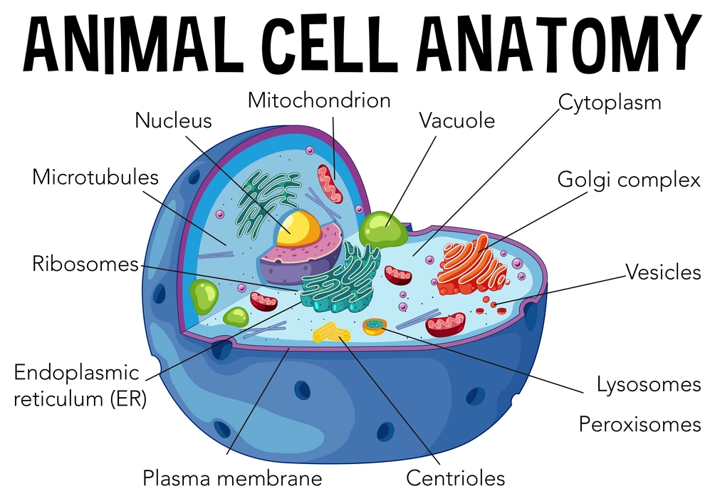 examples of animal cells and their unique functions