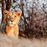 examples of animal diversity and behavior in nature