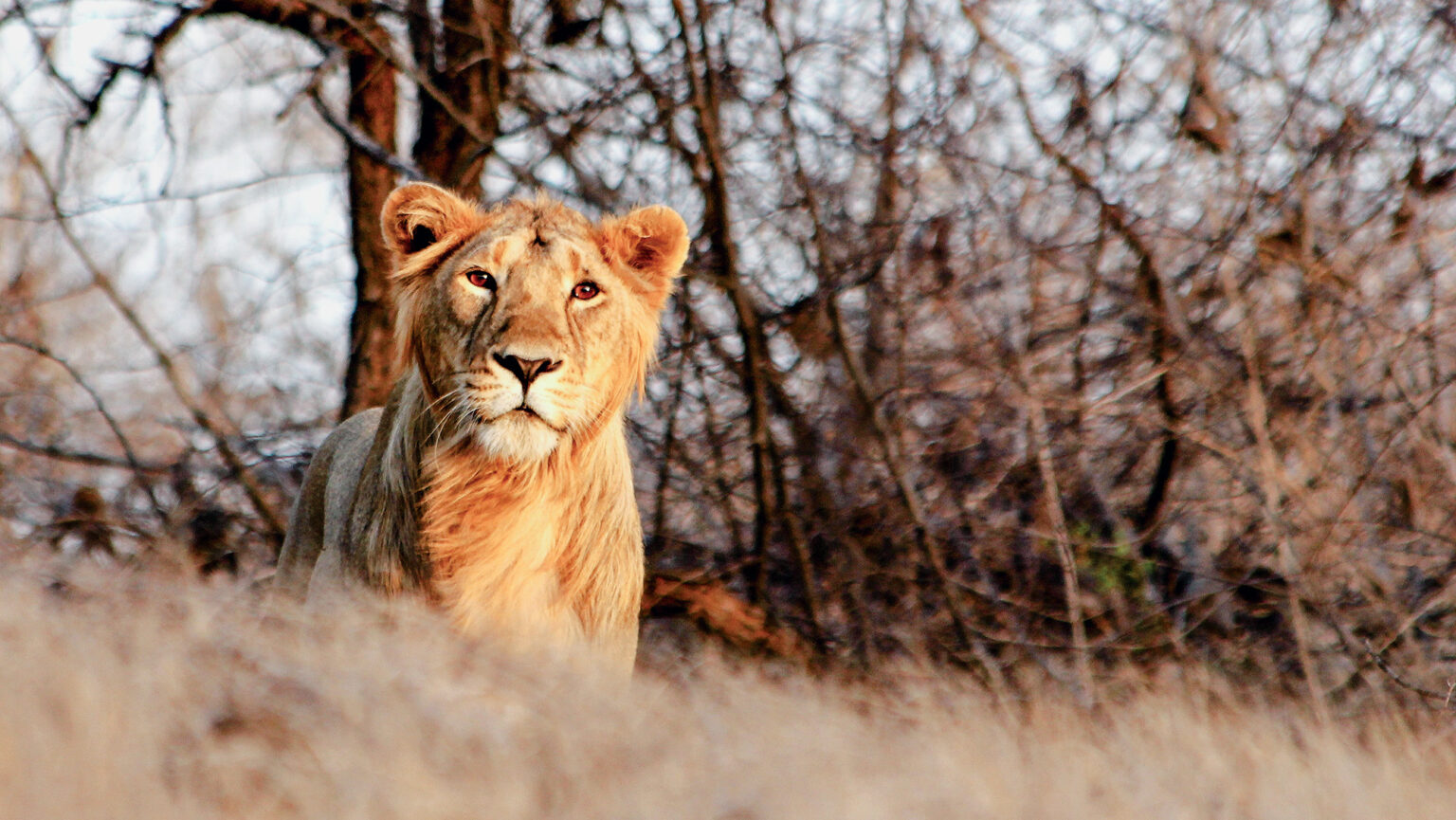 Examples of Animal Diversity and Behavior in Nature