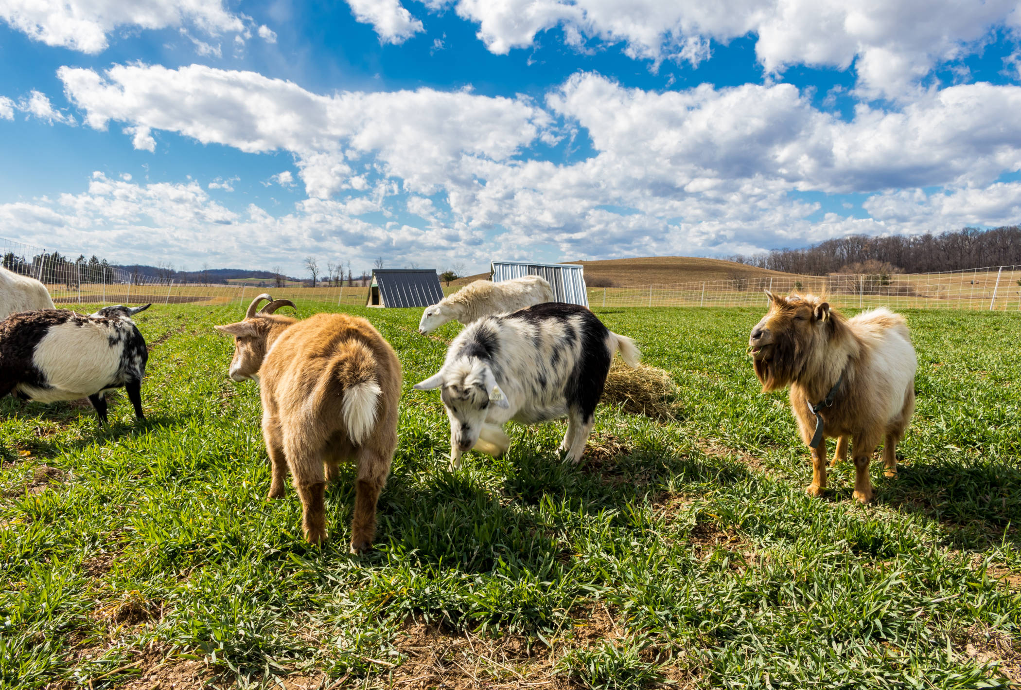examples of animal husbandry for sustainable farming