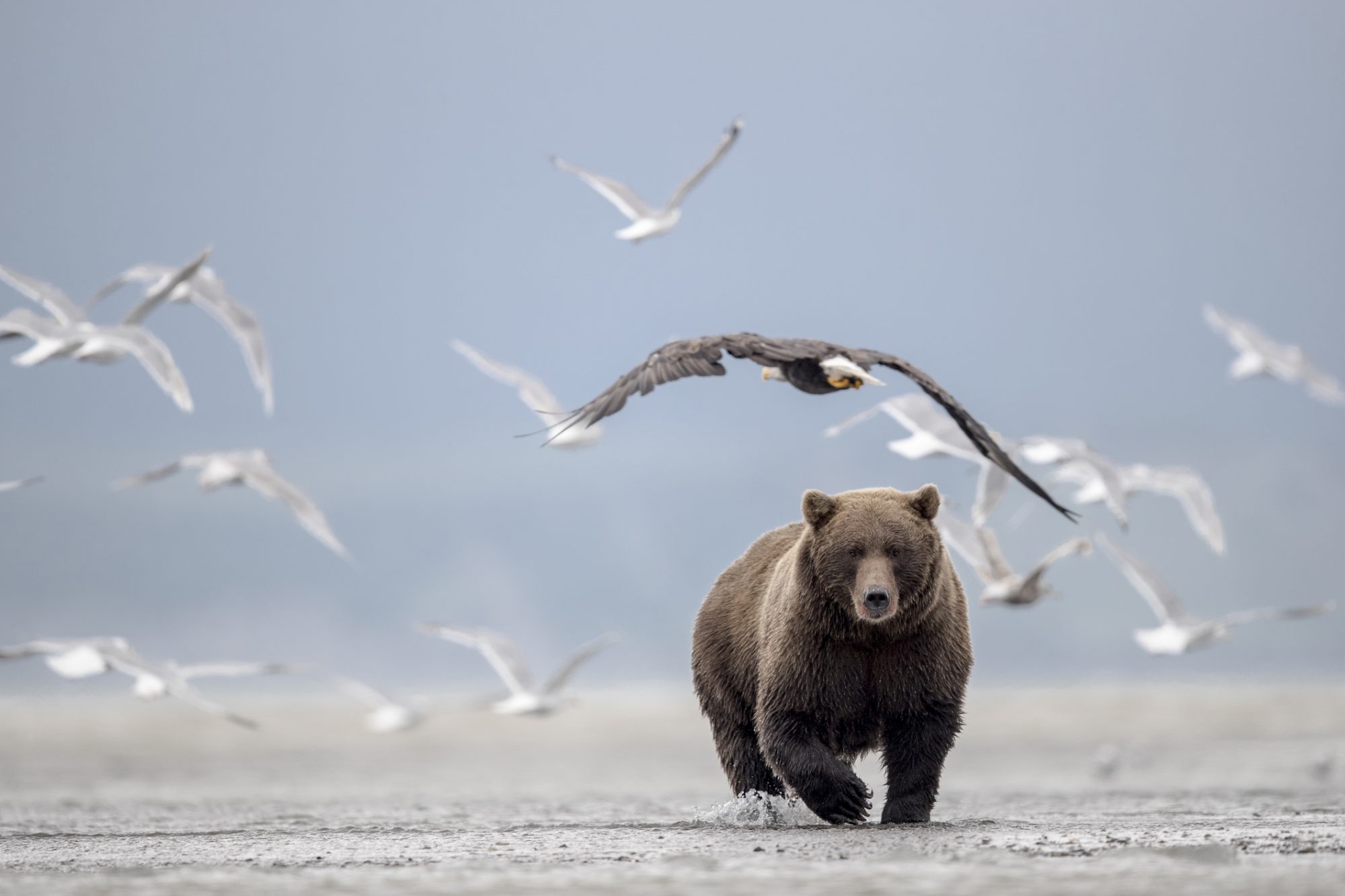 examples of animals adapting to climate change resilience