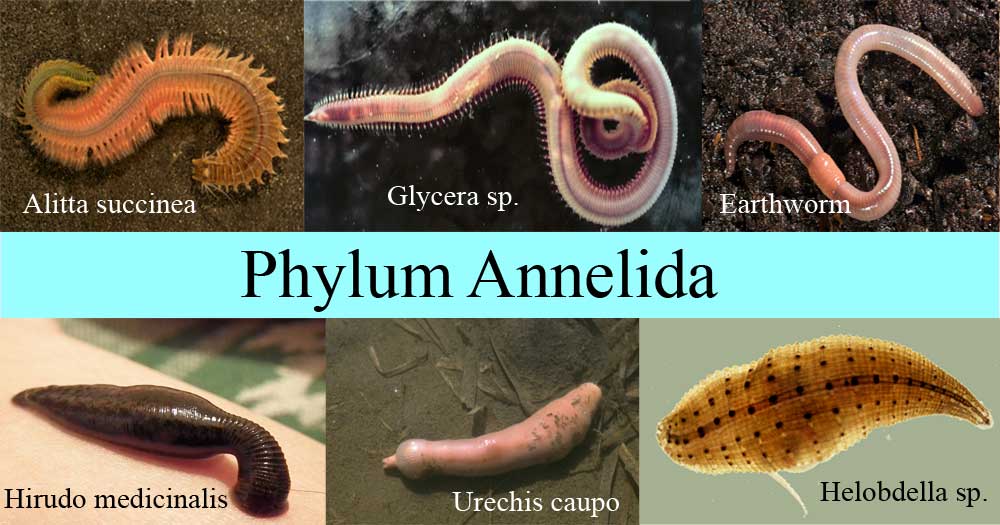 examples of annelida characteristics in nature