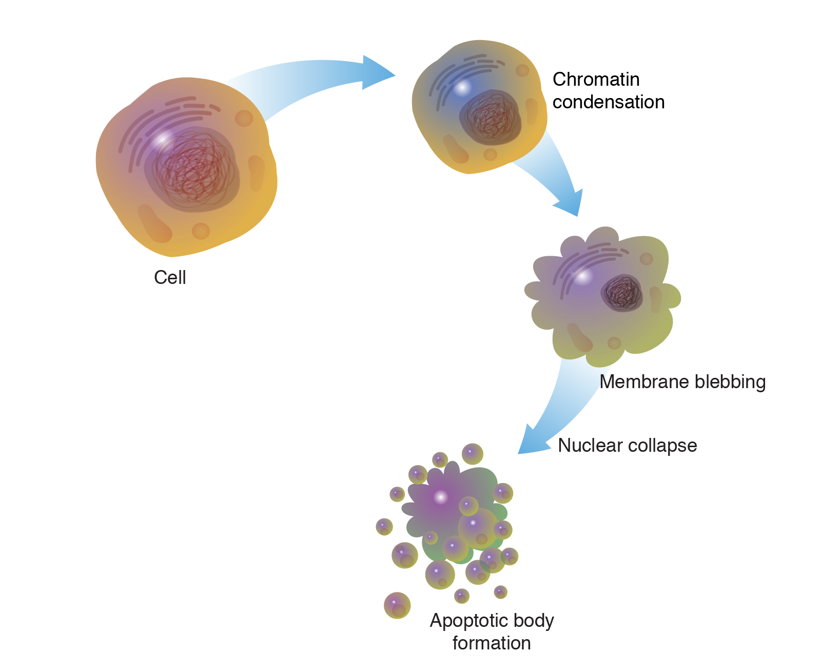 examples of apoptosis and its role in health